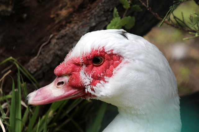 也成为篮球 也成为篮球